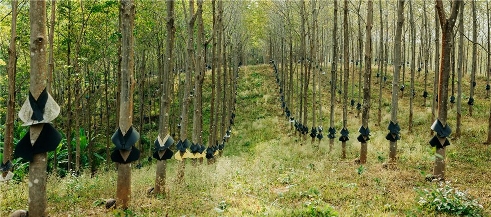 Environmental impact — healthy rubber plantation trees with longer lifespan