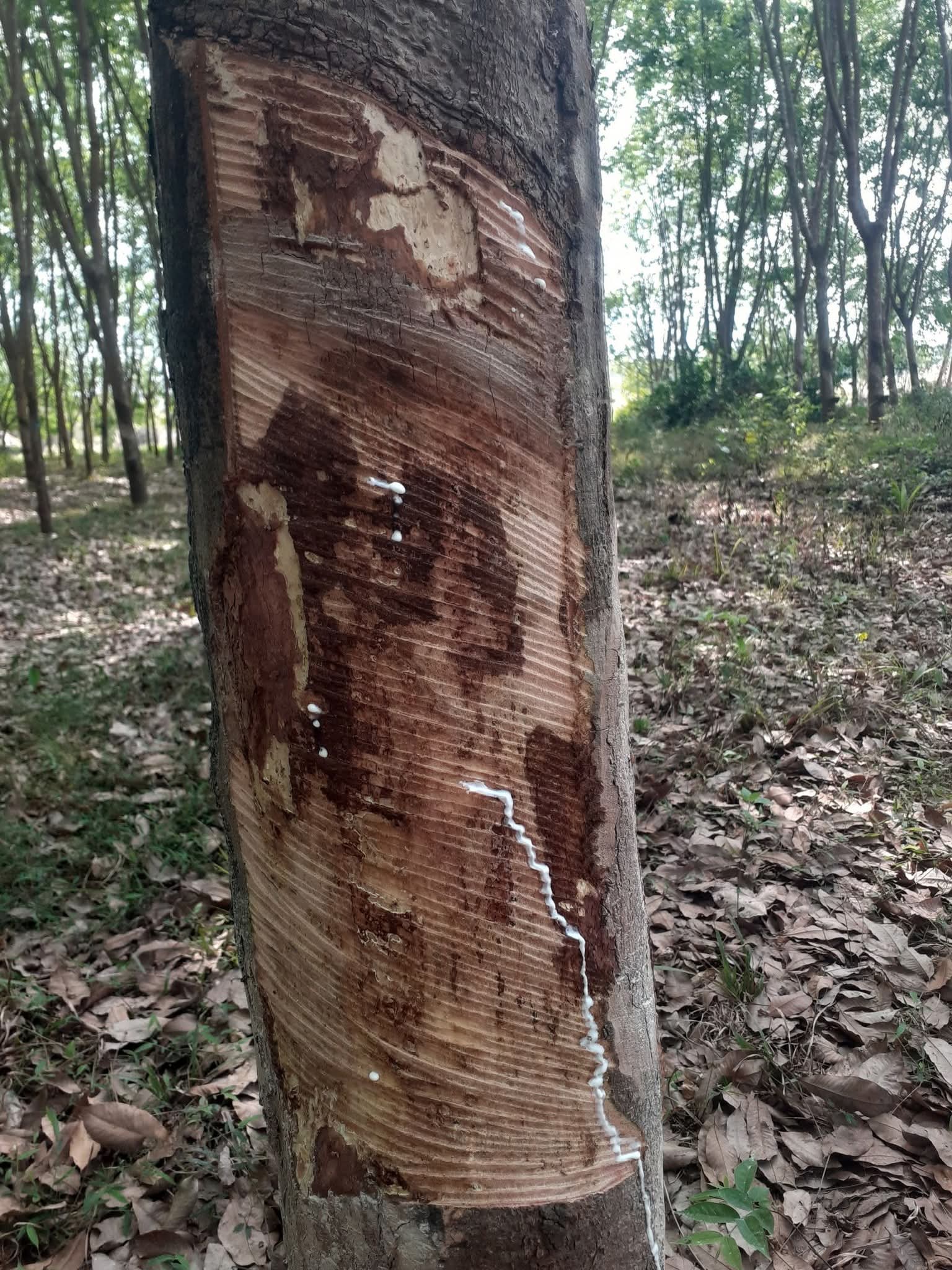Damaged rubber tree bark caused by inconsistent manual tapping depth