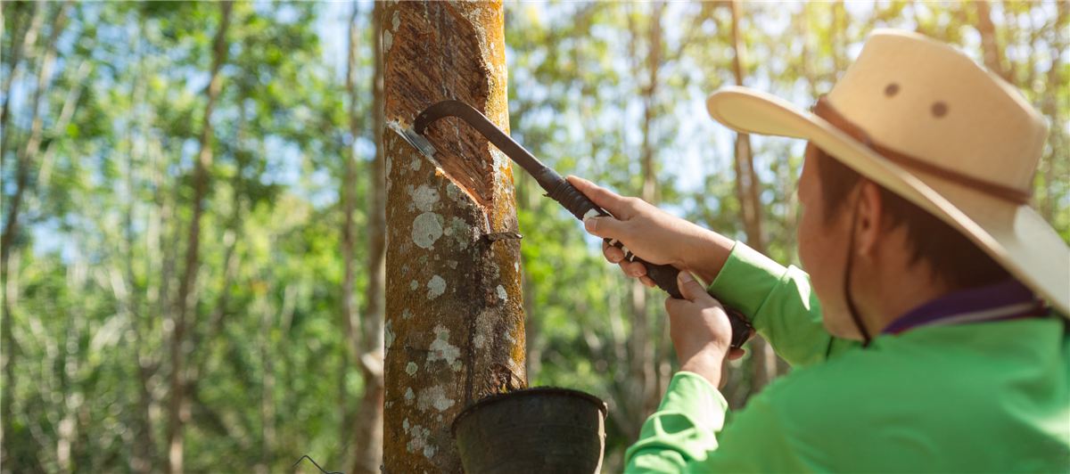 Aging rubber plantation workers representing the rural labor shortage in Thailand