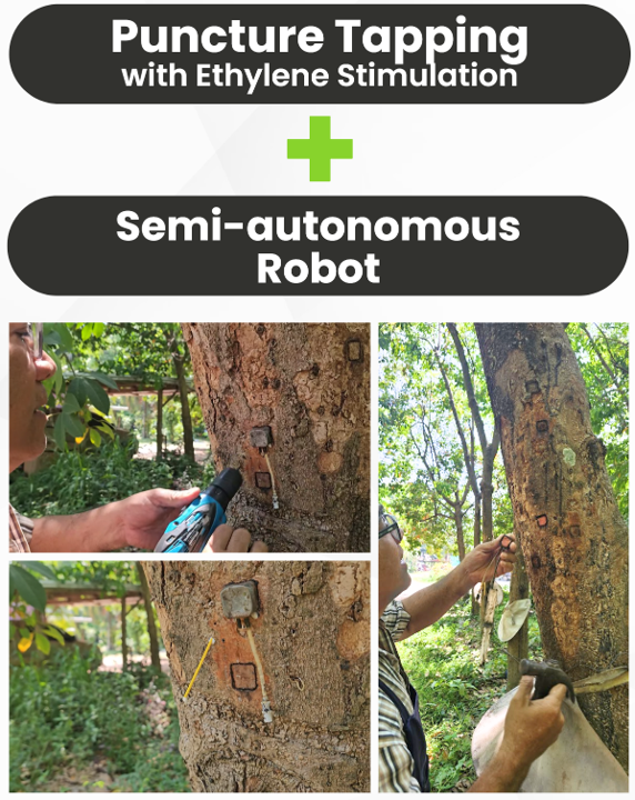 AgNex Puncture Tapping device mounted on rubber tree with Ethylene Stimulation and Semi-autonomous Robot